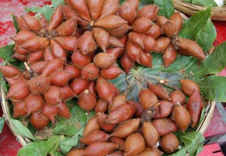 蛇皮果图鉴（蛇皮果蛇皮果）