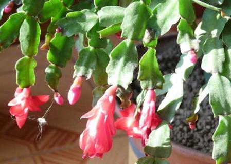 蟹爪兰（蟹爪兰施什么肥）