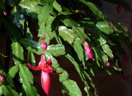 蟹爪兰图鉴 蟹爪兰的图片什么样子