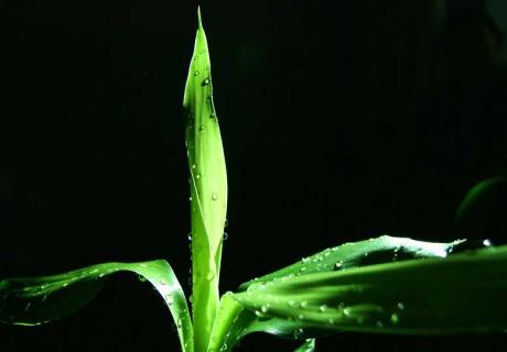 富贵竹图片 富贵竹图片头像一生好运