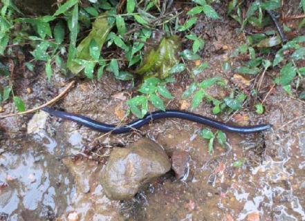 蚯蚓养殖的市场前景 蚯蚓养殖的市场前景及效益