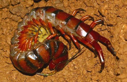 蜈蚣有毒吗（黑色蜈蚣有毒吗）