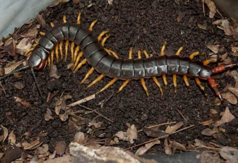 蜈蚣图片（蜈蚣图片真实照片）