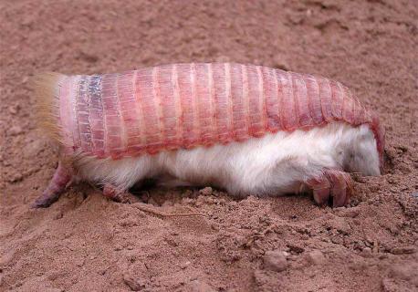 倭犰狳（倭犰狳图片）