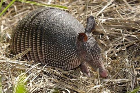 九带犰狳（九带犰狳怎么念）