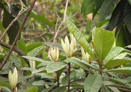 枇杷树（枇杷树吾妻死之年所手植也什么意思）