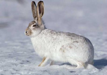 雪兔