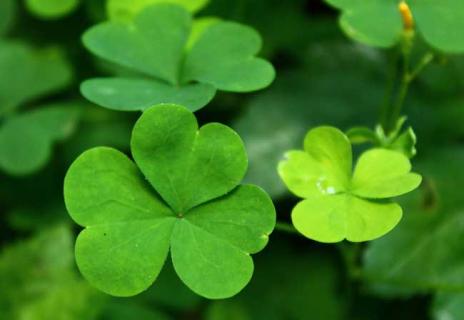 苜蓿草 苜蓿草的功效与作用