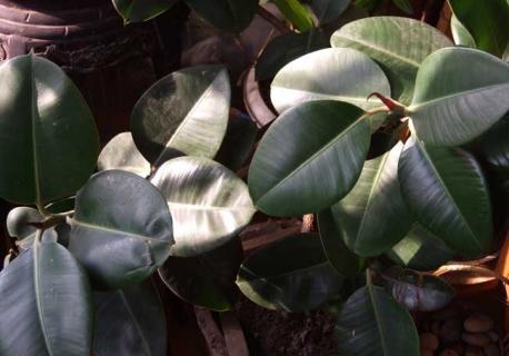 橡皮树图鉴（橡皮树?）