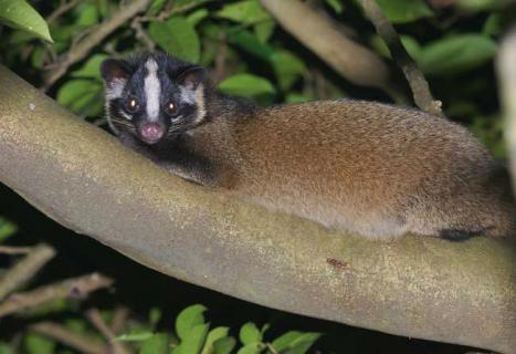 果子狸图片 果子狸图片大全大图