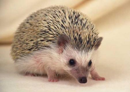 刺猬图片（刺猬图片简笔画）