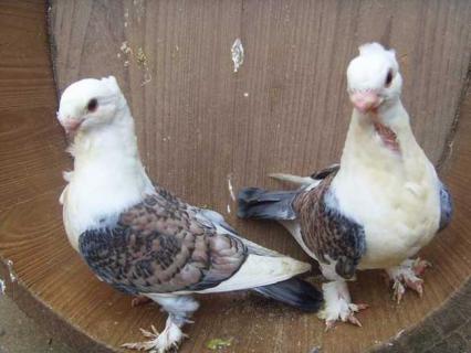 观赏鸽 观赏鸽品种十大排行