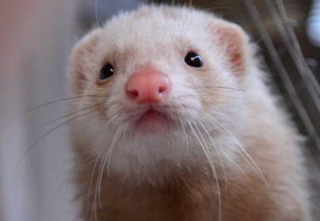 宠物貂的驯养方法 宠物貂的驯养方法图解