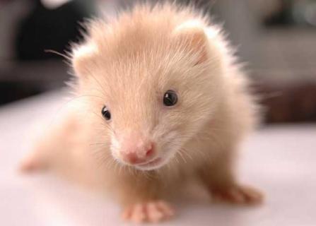 安哥鲁宠物貂（安哥鲁宠物貂寿命）