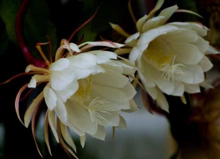 昙花图片 昙花图片真实照片