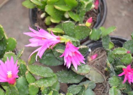 假昙花（假昙花图片）