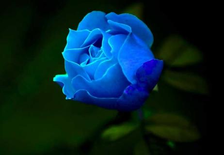 蓝玫瑰 蓝玫瑰路过的春天