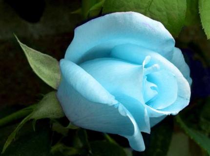 蓝玫瑰图鉴（蓝玫瑰鉴赏）