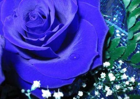 蓝色妖姬图片 蓝色妖姬的花语是什么意思