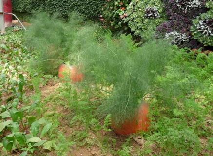 茴香菜（茴香菜是碱性还是酸性）