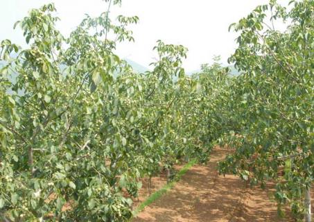 核桃树 核桃树怎样修剪