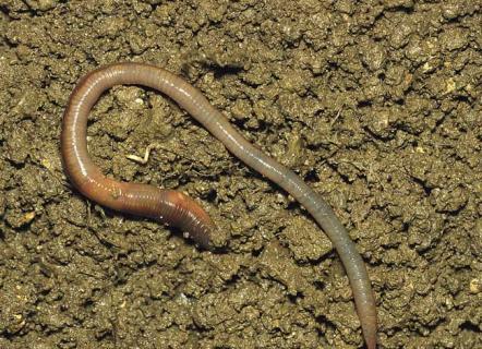 蚯蚓养殖的经济效益（蚯蚓养殖业）