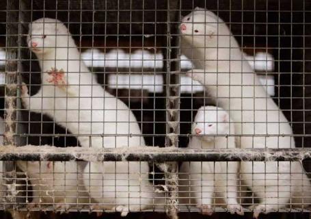 水貂图片 野生水貂图片