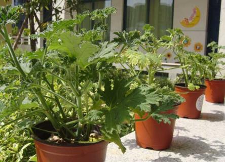 驱蚊草 驱蚊草图片大全大图