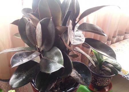 黑金刚橡皮树（黑金刚橡皮树的养殖方法和注意事项）