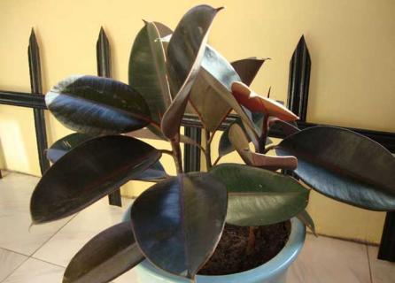 橡皮树（橡皮树过冬的最低温度是多少）