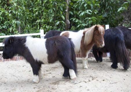 美洲矮种马 美国矮马还叫做什么