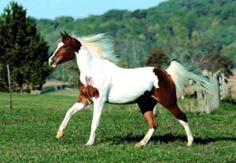 汗血宝马 汗血宝马为什么叫汗血宝马