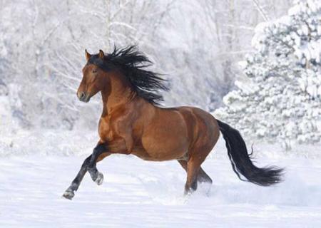 大宛马 大宛马是谁的坐骑啊