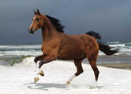 如何提高马繁殖力 怎么提高马的驯服度