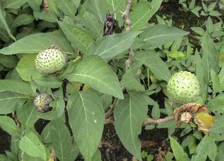 药用植物 药用植物有哪些