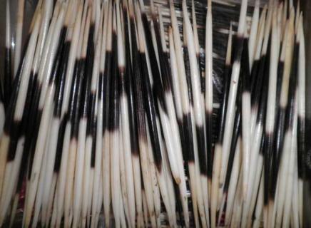 豪猪刺 豪猪刺的功能与主治