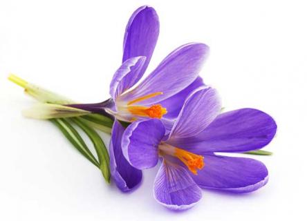 紫罗兰（紫罗兰花）