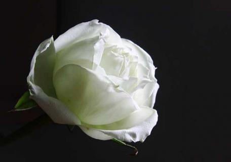 白玫瑰 白玫瑰的花语和寓意