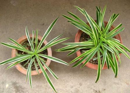 金边吊兰图鉴（金边吊兰图鉴大全）