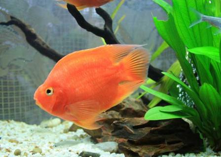 鹦鹉鱼 鹦鹉鱼水温度多少最佳