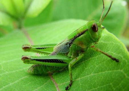 蝗虫图片（蝗虫图片简笔画）