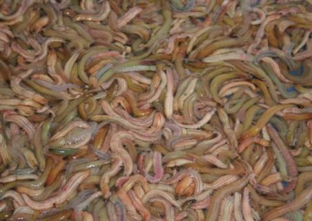 禾虫是什么 禾虫是什么东西