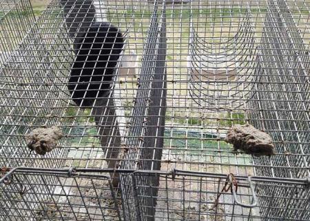 水貂笼的制作方法（水貂笼的制作方法图解）