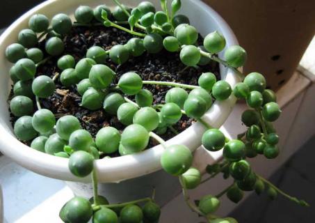 珍珠吊兰（珍珠吊兰图片）