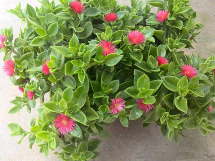 牡丹吊兰 牡丹吊兰喜阴还是喜阳