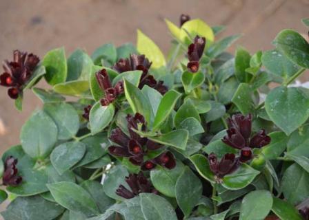 口红吊兰 口红吊兰的养殖方法和注意事项正常开花