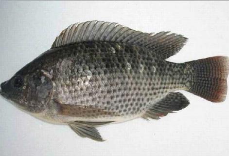 罗非鱼（罗非鱼鱼苗）