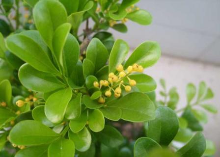 米兰花（米兰花的寓意）