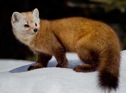 冬季后备种貂管理技术 貂夏天怎么养