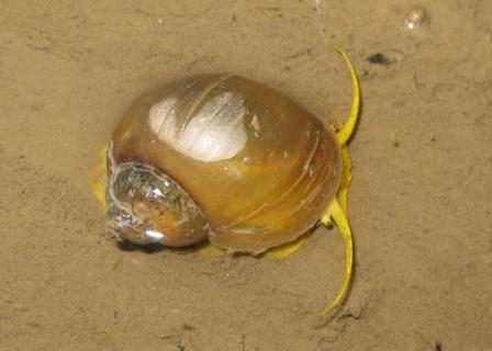 福寿螺 福寿螺的危害